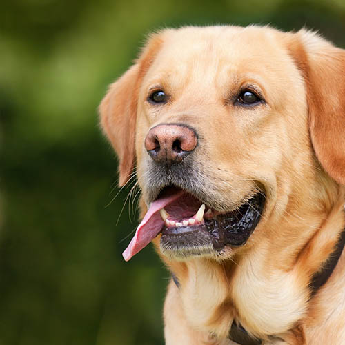  un chiot soin pharmacie Gambetta