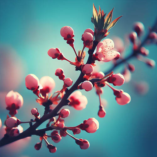 Gemmothérapie herboristerie Ivry-sur-Seine